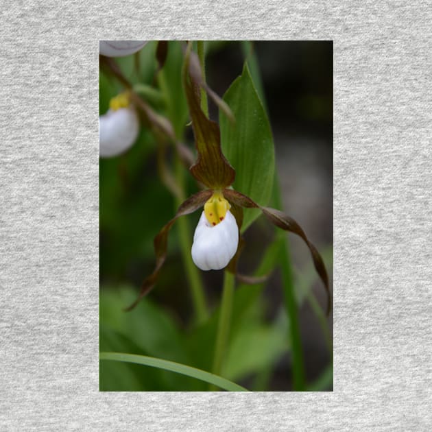 Moccasin Flower by Whisperingpeaks